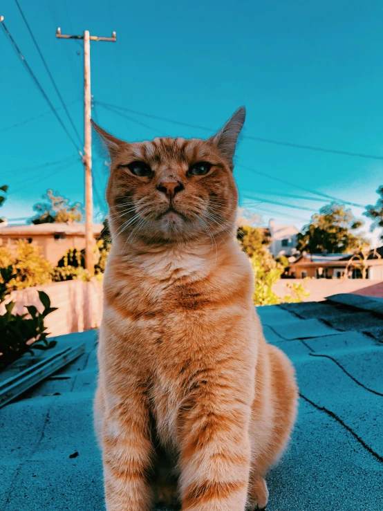 an orange cat sitting on a roof with soing in his mouth