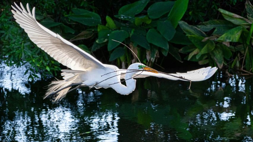 the bird is flying low over the water