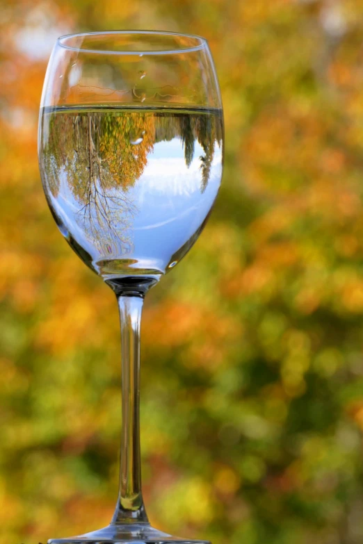 an empty wine glass reflects trees on a sunny day