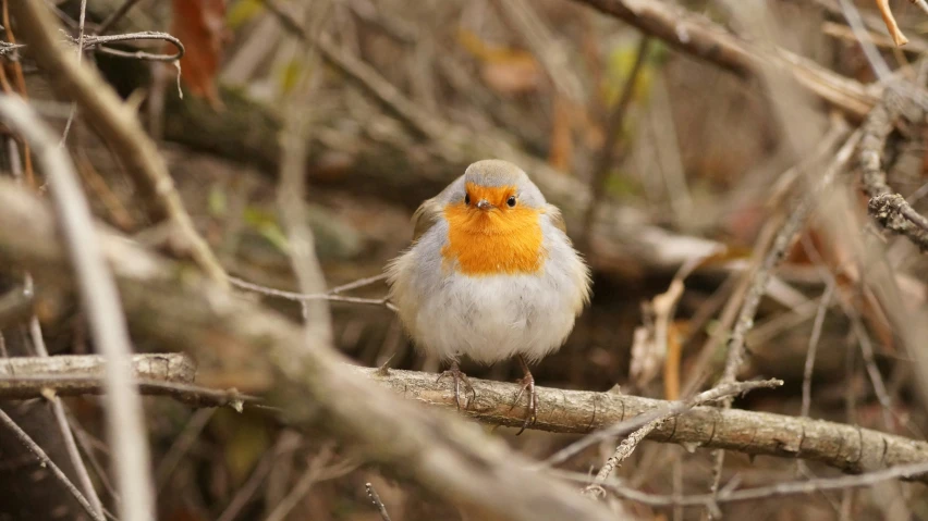 a small bird standing on top of a nch