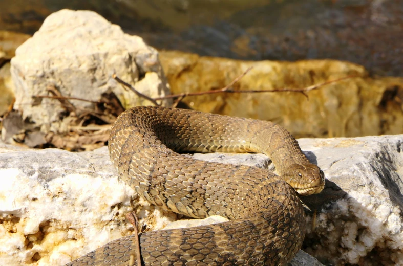 a large snake is lying on top of some rocks