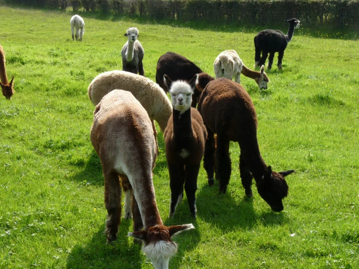 small herd of sheep grazing in a field