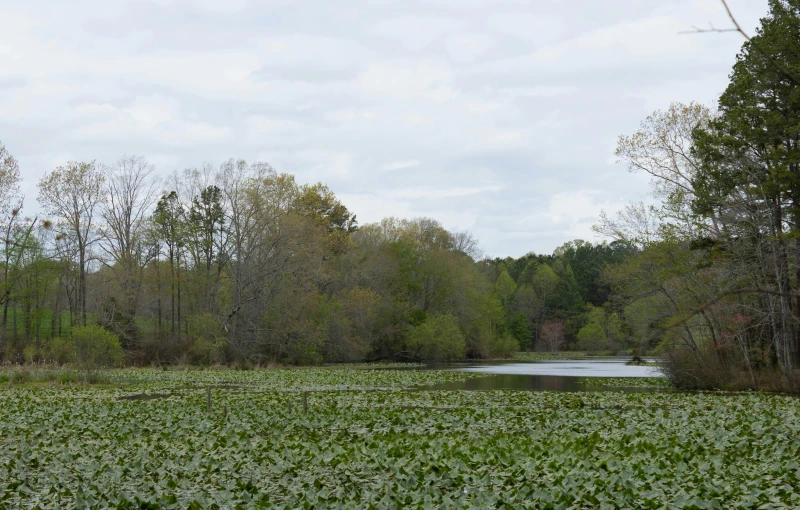 a couple of water plants and some trees