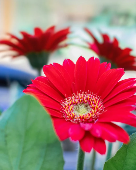 three flowers that are standing in a vase