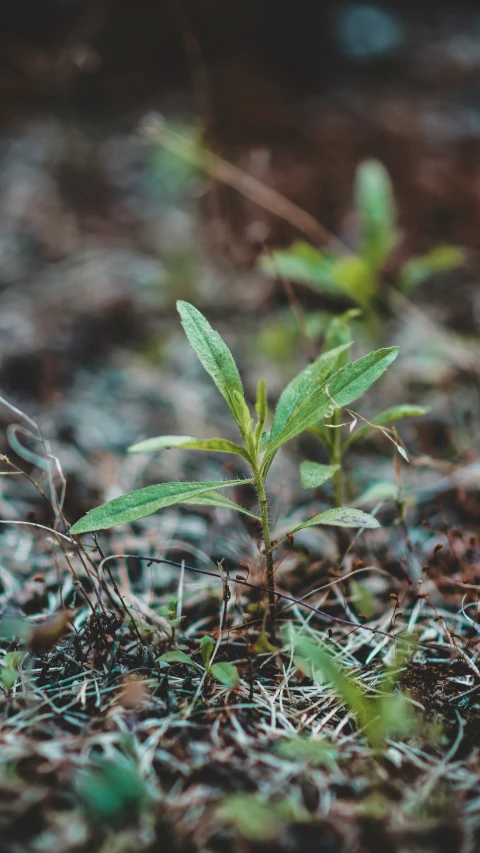 a small green plant sitting in the middle of a grass field