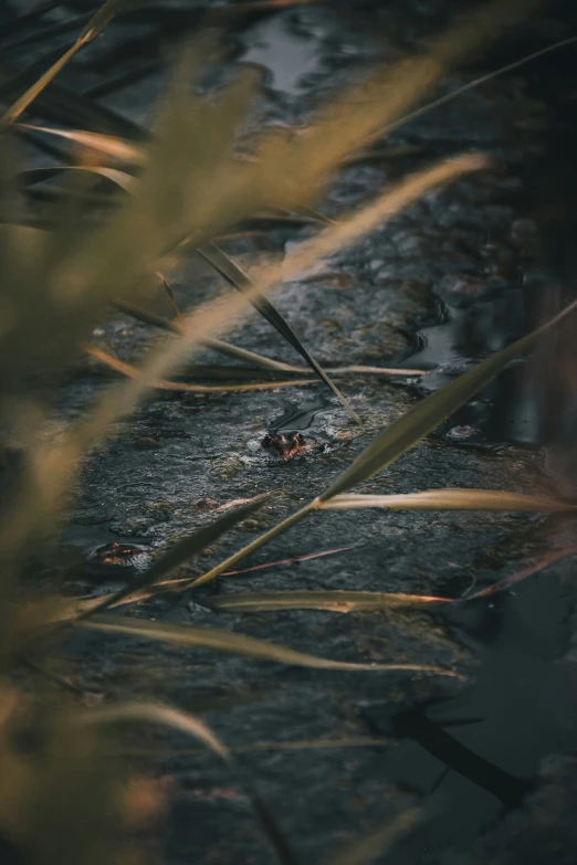 closeup of grass next to the ground and a dle