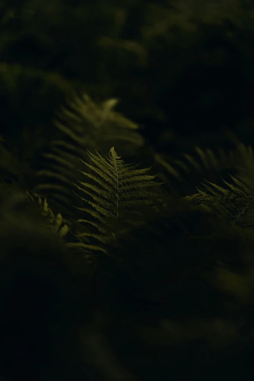 a close up view of a plant with long thin green leaves