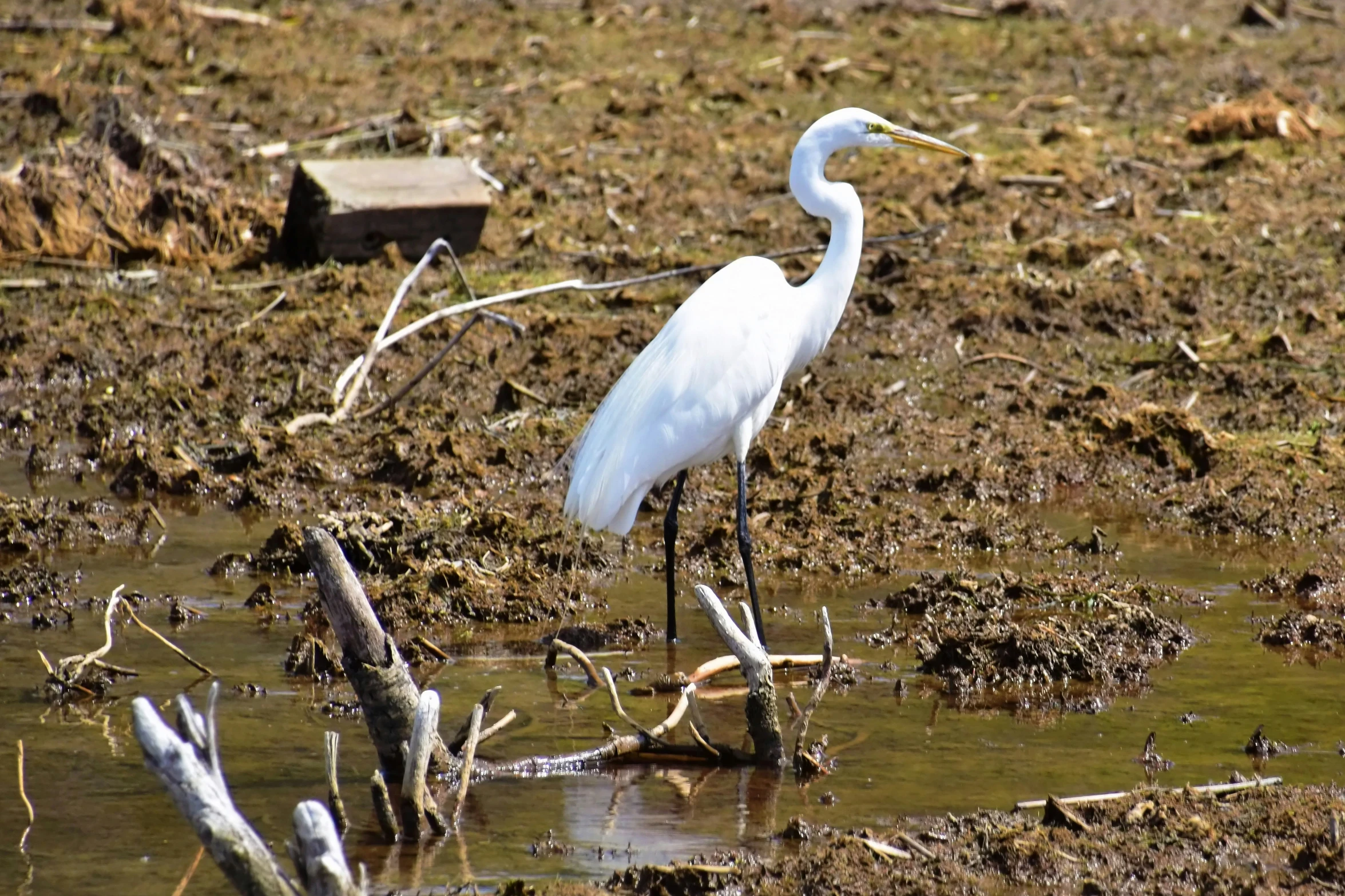 two birds standing in the mud near water