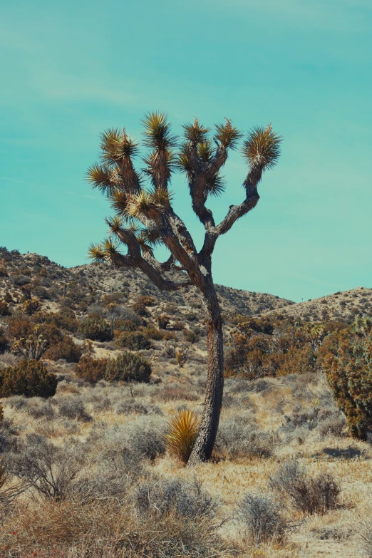 a very large plant in the middle of the desert