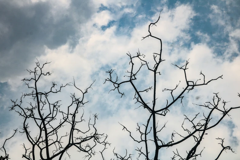 a tree nch with the sky and clouds in the background