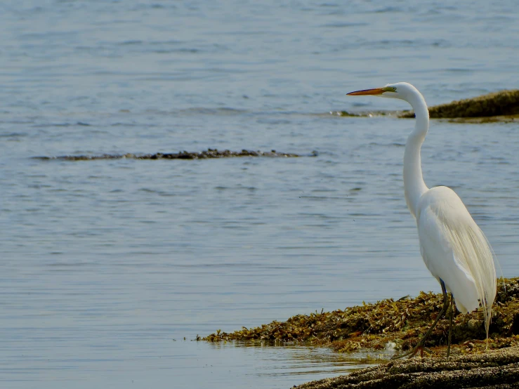 a white bird on the shore is looking in to a body of water