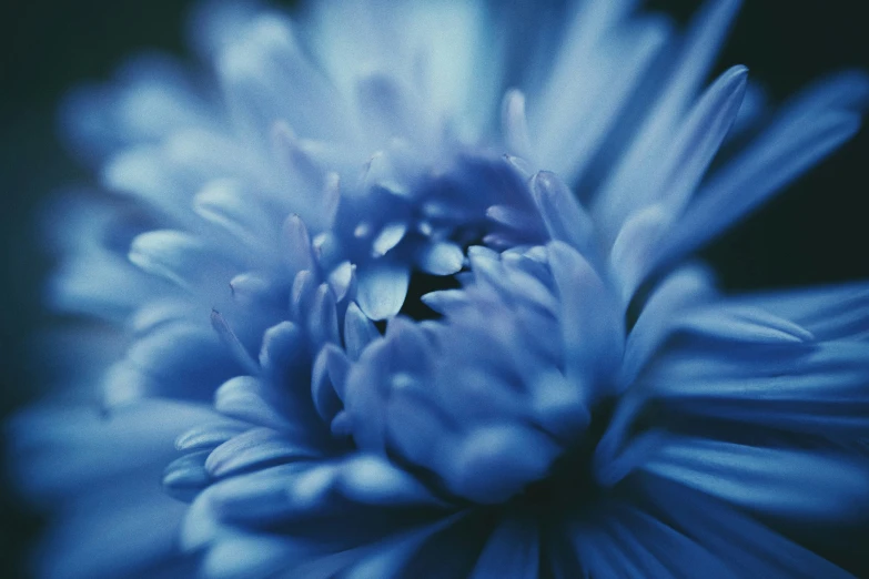 an extreme close up picture of a blue flower