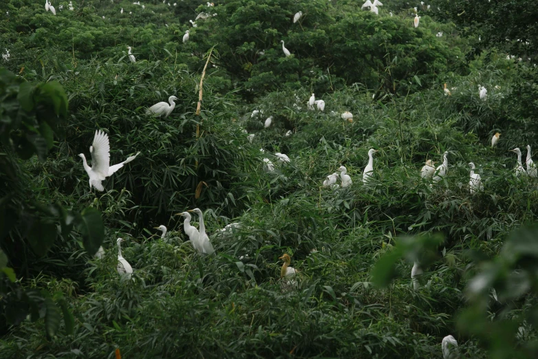 there are many white birds in the trees