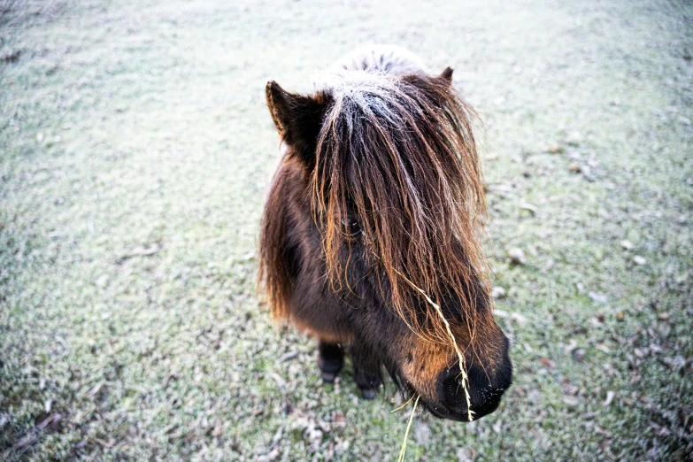 the hair on this horse is dirty and has a black spot