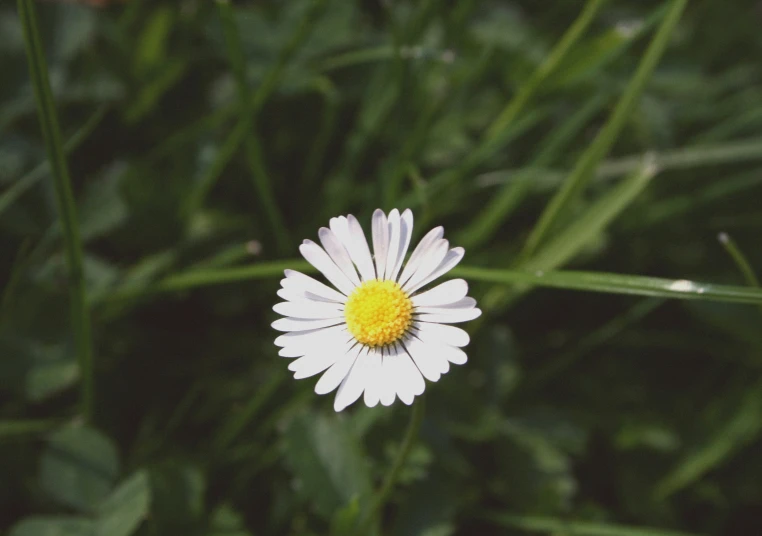 a closeup of the middle of a white daisy on a grassy field