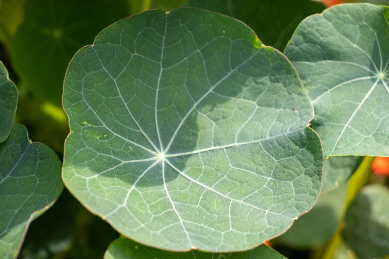 a bunch of leaf's that are next to some water