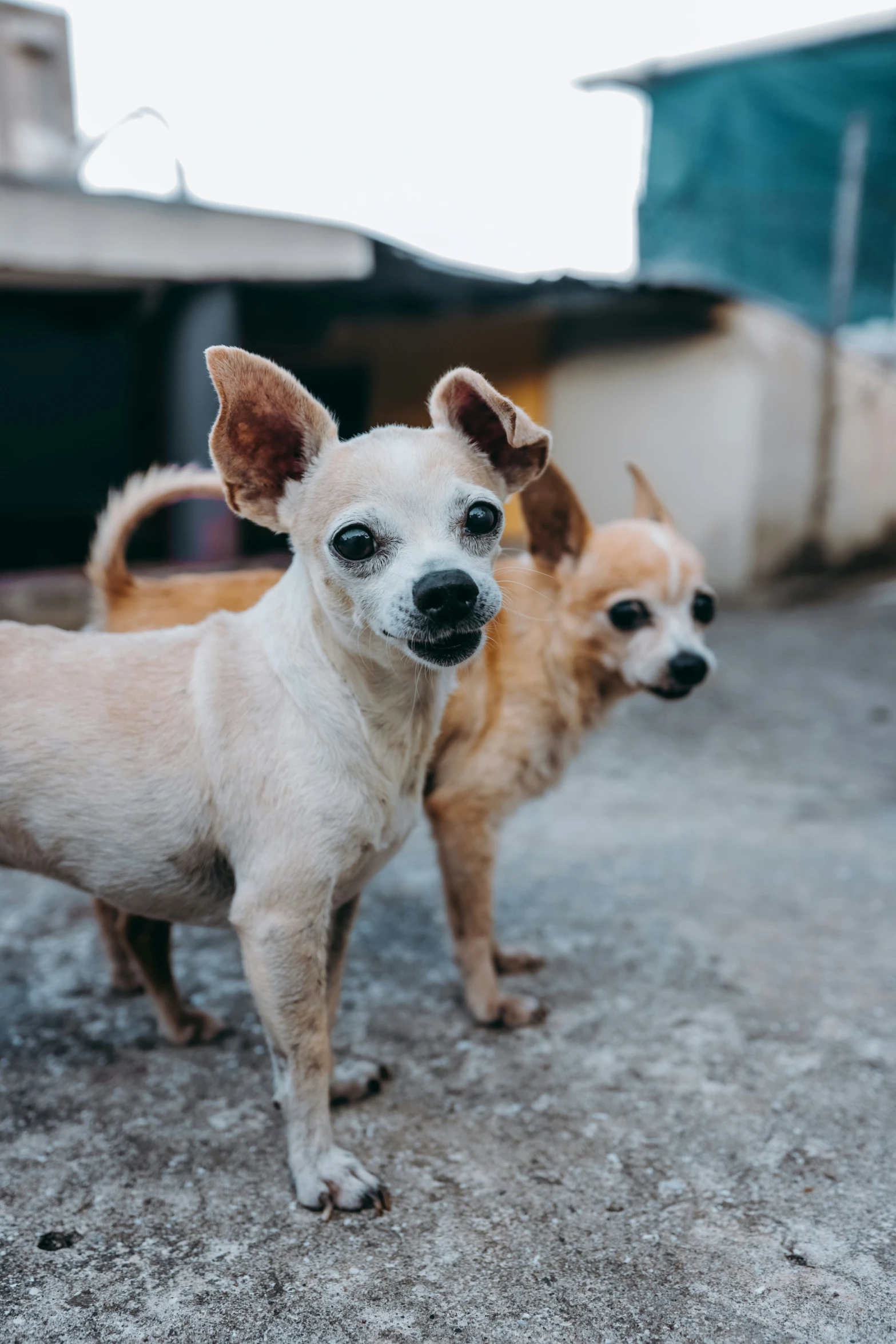 two young dogs standing outside of a house