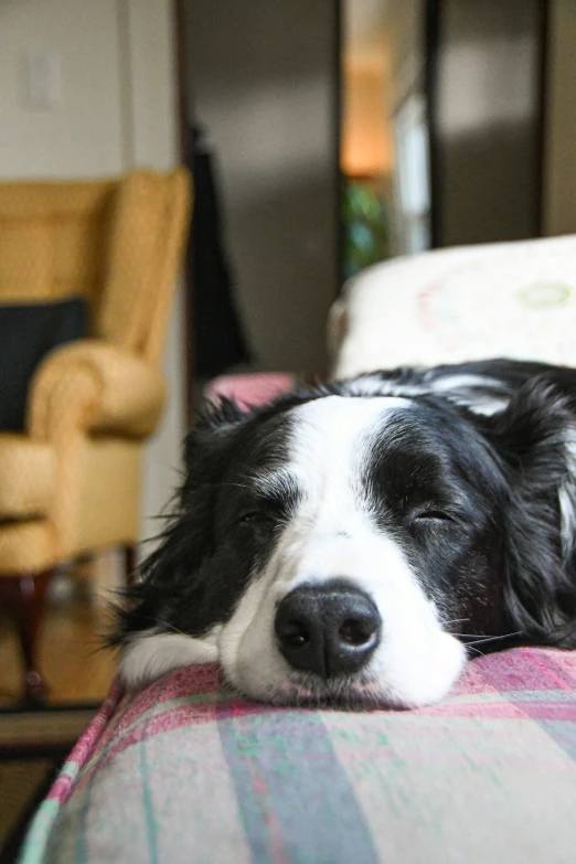 a dog laying on top of a couch in a living room