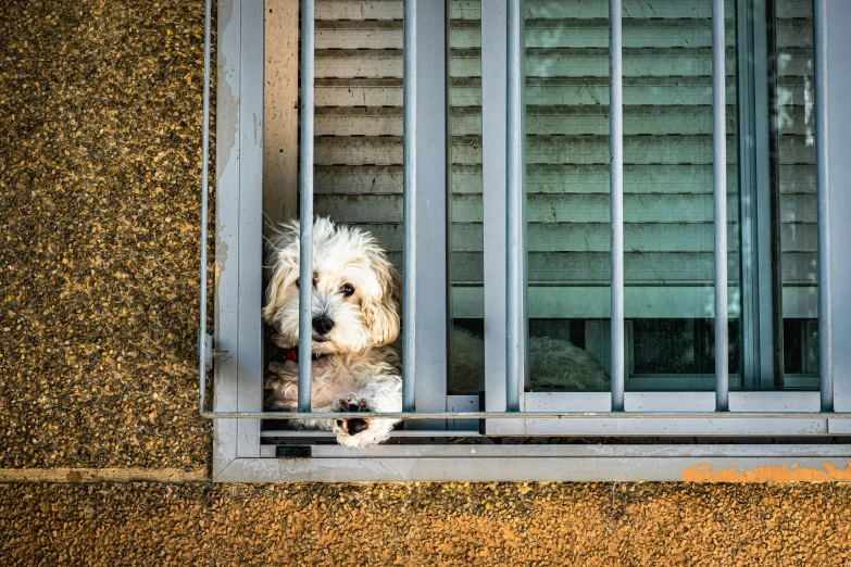 small dog peeking out window near closed blinds