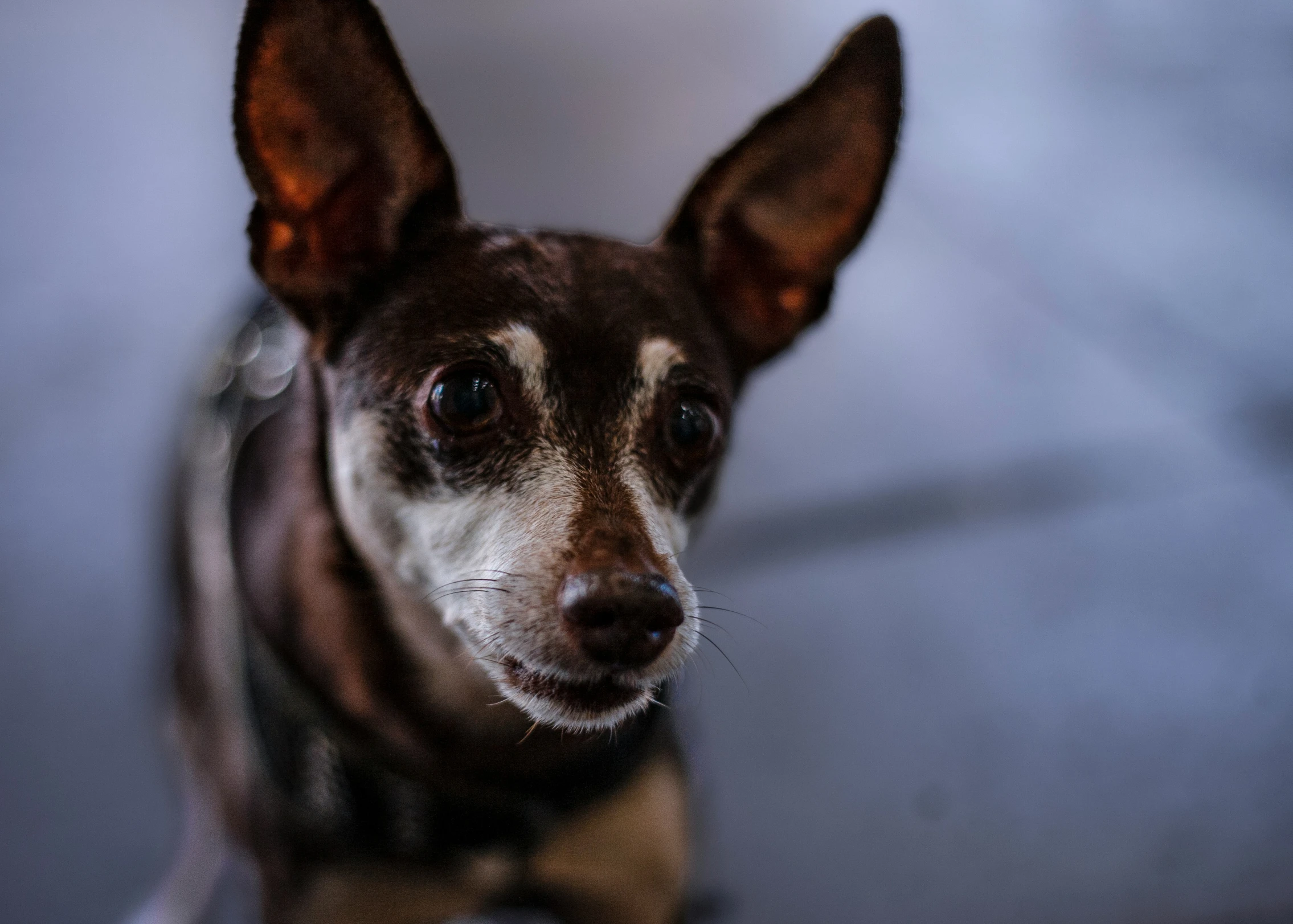 a small brown and white dog standing on the floor