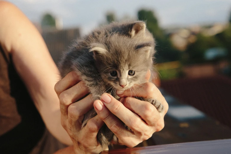 a  holds an adorable tiny kitten