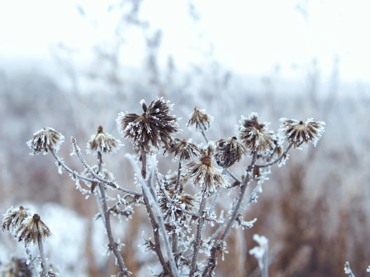 a plant is seen covered with snow in the middle of winter