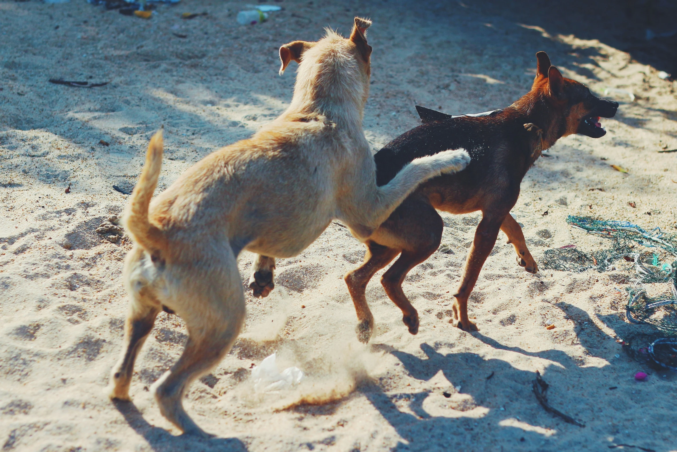 a dog that is running around another dog