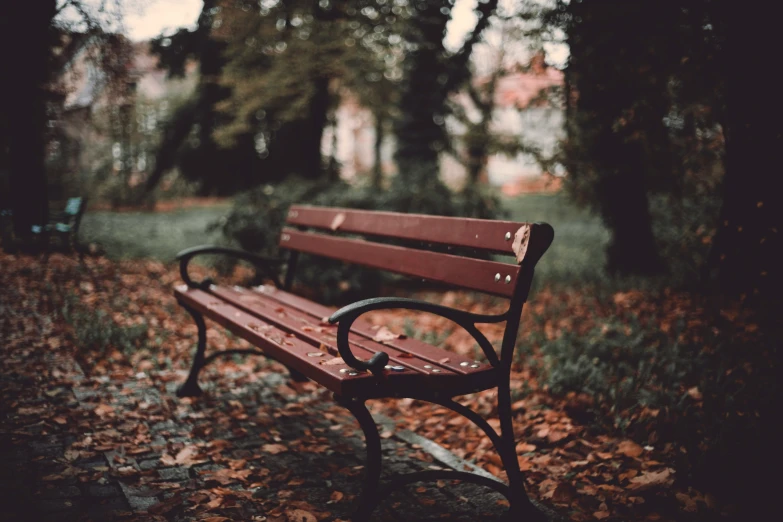 a bench on a path with fallen leaves on it