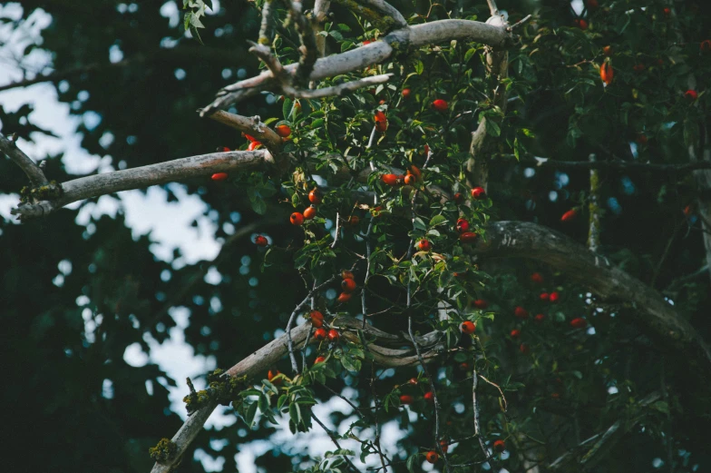 a group of red fruit on a tree