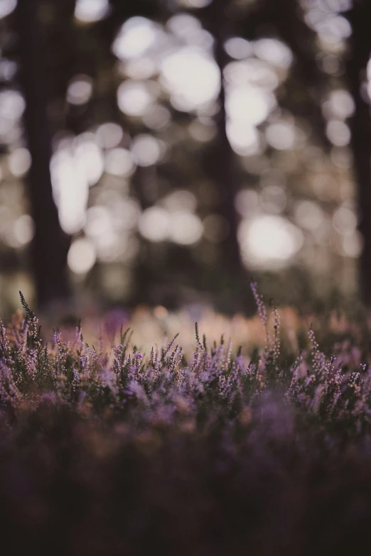 the sun is shining through the trees and flowers