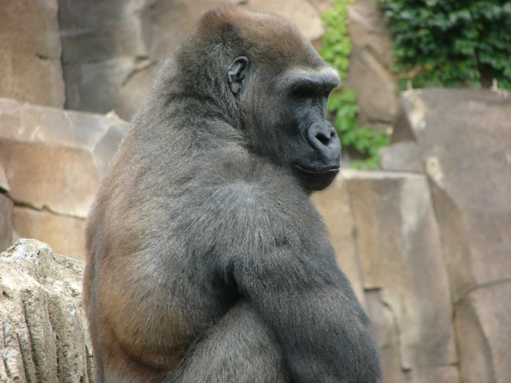 a large grey monkey sitting on top of a rock formation