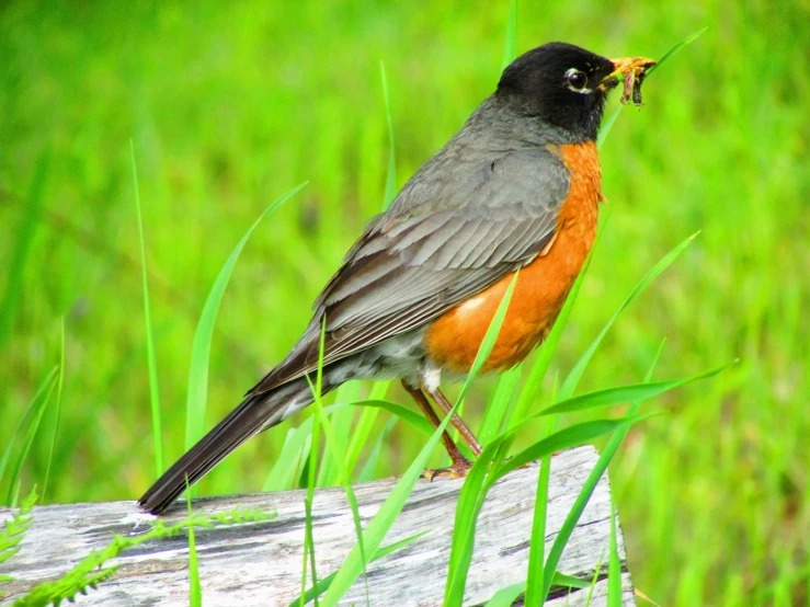 small bird sitting on top of a wooden trunk eating