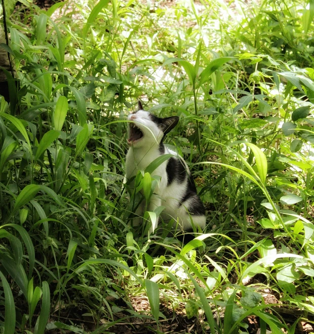 a kitten in the middle of tall grass