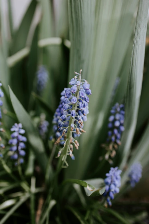 a bunch of small blue flowers in a plant