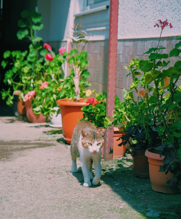 a kitten walks in front of potted plants