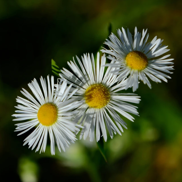 three white daisies with yellow center petals