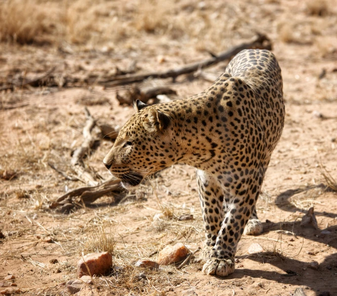 a leopard walking across a dirt covered field