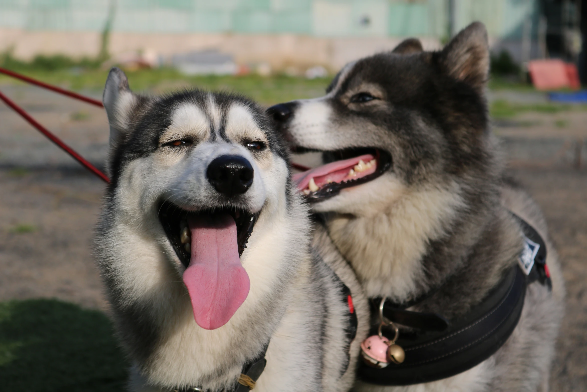 two alaskan husky dogs are ready for fun