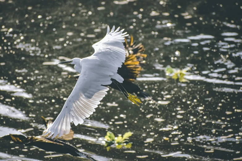 a white bird flying over water and plants