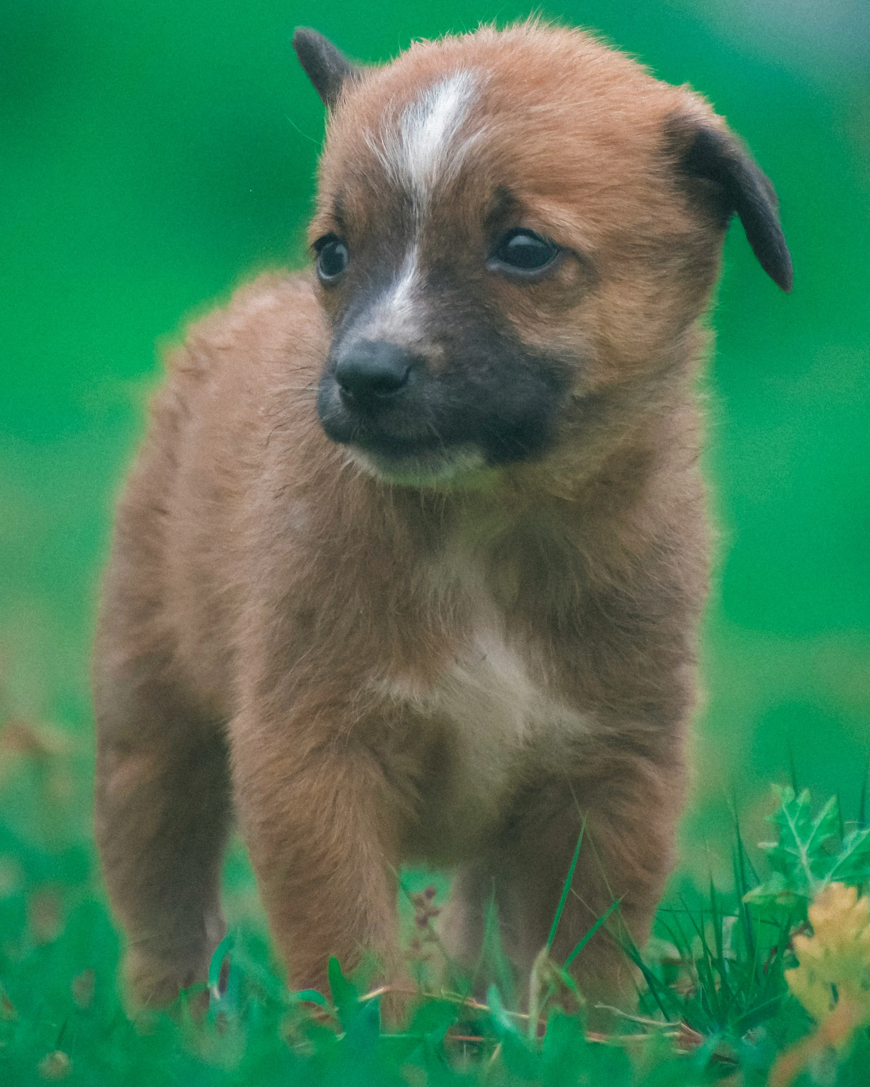 a small dog in a grassy area with a blurry background