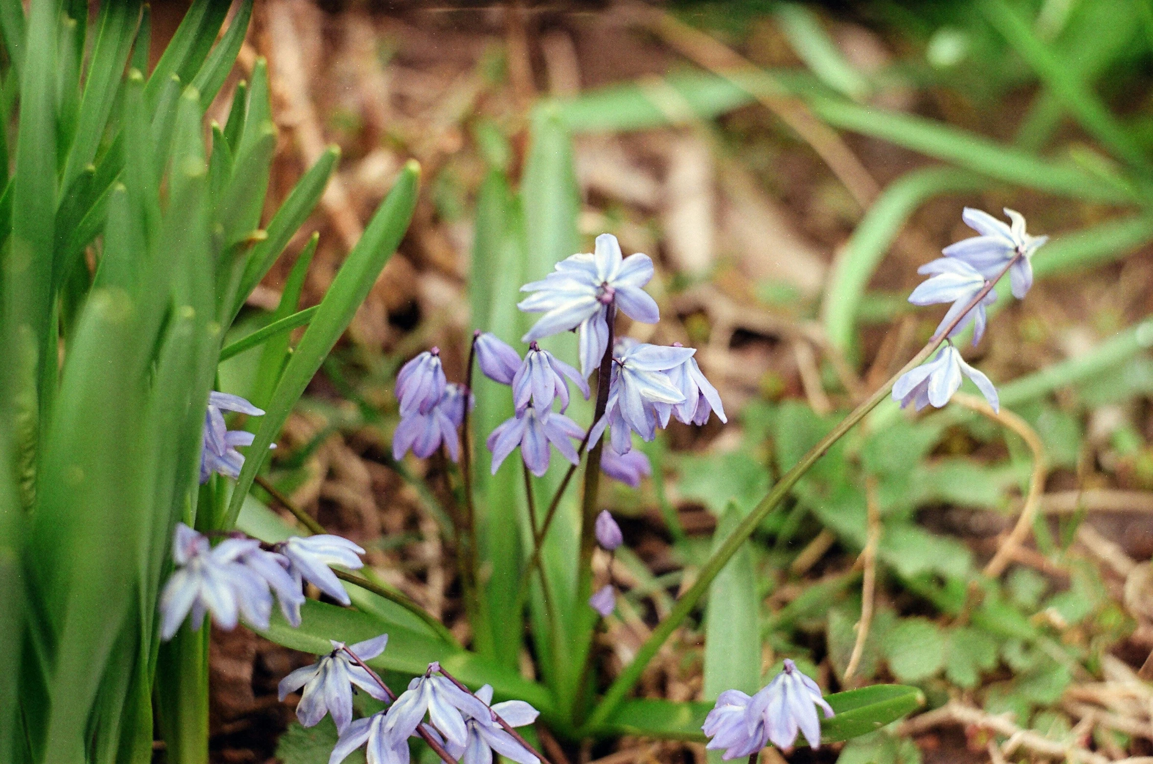 small blue flowers grow in the grass