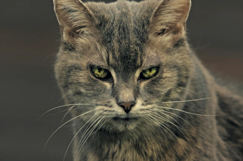 a grey cat with green eyes looking around