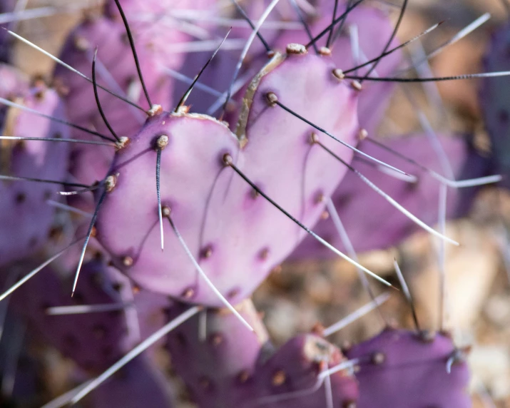 the tip of a plant with many thin spikes