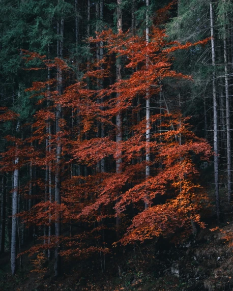 a tree with red leaves in the forest