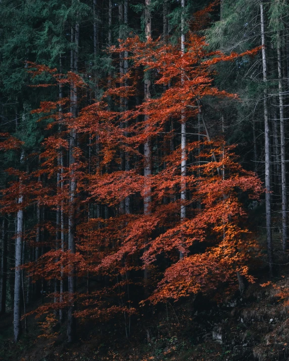 a tree with red leaves in the forest