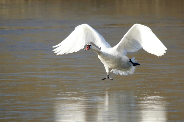 a white bird with its wings spread, sitting in the water