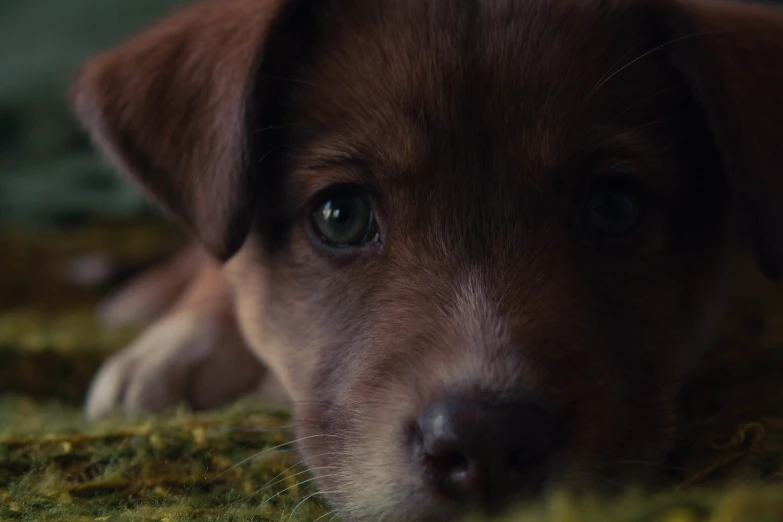 an image of a puppy laying on the floor