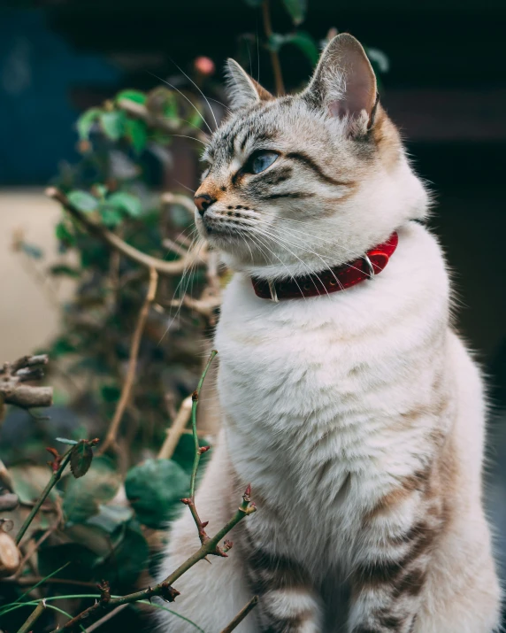 a cat is sitting in a flower bed