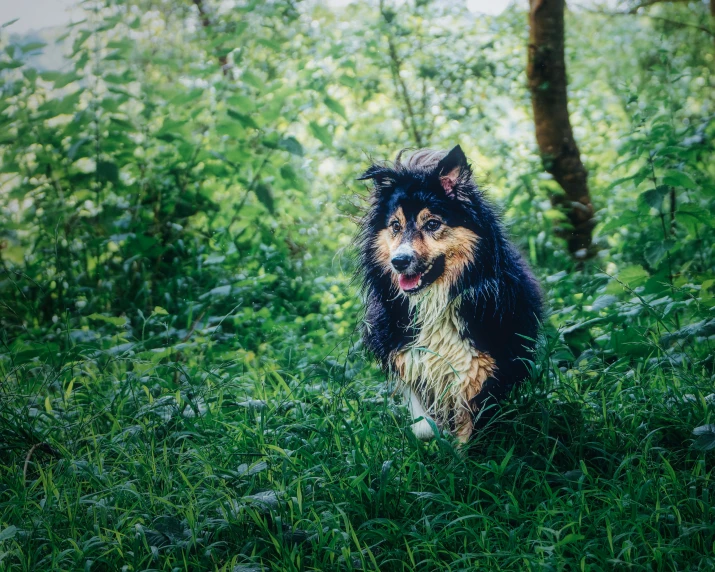 a dog walking through a green grass covered forest