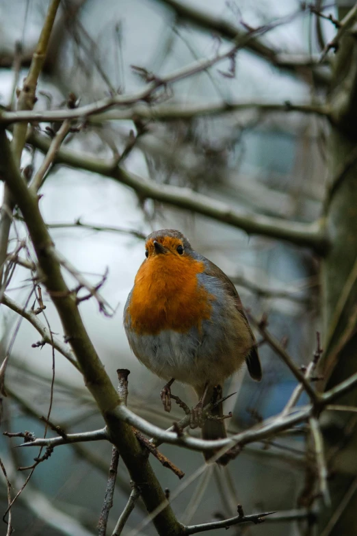 a robin is standing on the nch of a tree